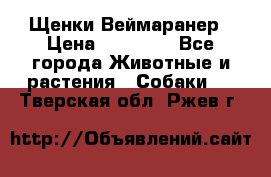 Щенки Веймаранер › Цена ­ 40 000 - Все города Животные и растения » Собаки   . Тверская обл.,Ржев г.